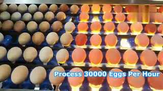 Lini produksi Grading Pencucian Telur