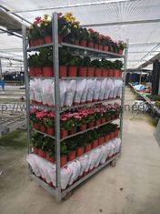 Grow Seeding HDG Danish Flower Trolley W565mm Rak Tanaman Rumah