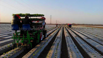 Jarak baris 30-60cm kapasitas 6000-8000tanaman/jam transplanter sayuran
